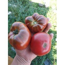 Dwarf Maralinga 10 seeds