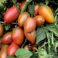 Tomato seeds Dwarf Almandine 10 seeds