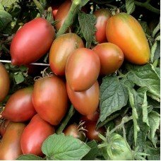 Tomato seeds Dwarf Almandine 10 seeds