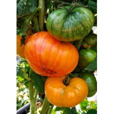 Tomato seeds Dwarf Delta Diver 10 seeds