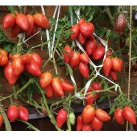 Tomato seeds Dwarf Desperado 10 seeds