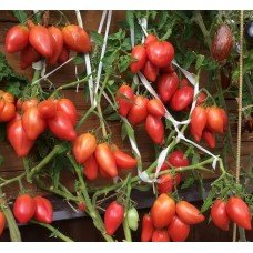 Tomato seeds Dwarf Desperado 10 seeds