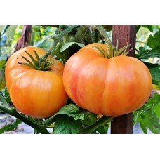 Tomato seeds Dwarf Confetti 10 seeds