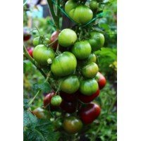Tomato seeds Dwarf Dainty Isabel 10 seeds