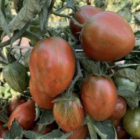 Tomato seeds Dwarf Audrey's Love 10 seeds