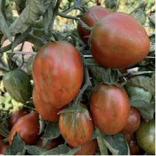 Tomato seeds Dwarf Audrey's Love 10 seeds