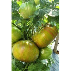 Tomato seeds Dwarf Peppermint Stripes 10 seeds