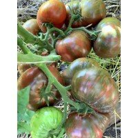 Tomato seeds Gnome Crimson Sockeye 10 seeds