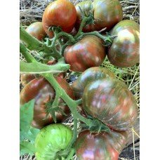 Tomato seeds Gnome Crimson Sockeye 10 seeds