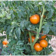 Tomato seeds Dwarf Orange Pride 10 seeds