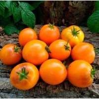 Tomato seeds Dwarf Orange Pride 10 seeds