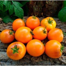 Tomato seeds Dwarf Orange Pride 10 seeds
