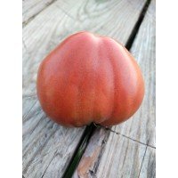 Tomato seeds Dwarf Buddy's Heart 10 seeds