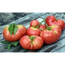 Tomato seeds Dwarf Firebird Sweet 10 seeds