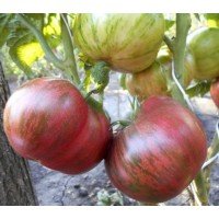 Tomato seeds Dwarf Tennessee Suited 10 seeds