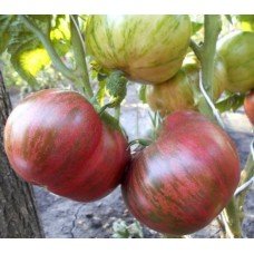Tomato seeds Dwarf Tennessee Suited 10 seeds