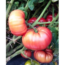 Tomato seeds Dwarf Snakebite 10 seeds