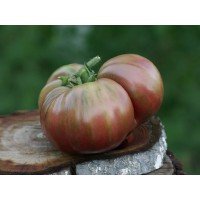 Dwarf Adelaide Festival Tomato Seeds 10 Seeds