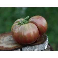 Dwarf Adelaide Festival Tomato Seeds 10 Seeds