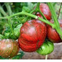 Tomato seeds Dwarf Fred's Tie Dye 10 seeds