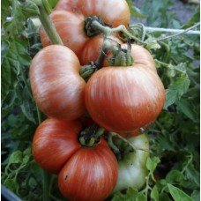Tomato seeds Dwarf Cherokee Tiger Large 10 seeds