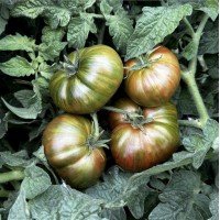 Tomato seeds Dwarf Chocolate Lightning 10 seeds