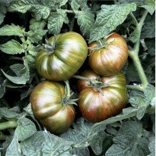 Tomato seeds Dwarf Chocolate Lightning 10 seeds