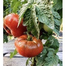 Tomato seeds Gnome Chocolate Champion 10 seeds