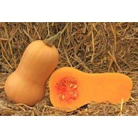 Butternut seeds 7 seeds