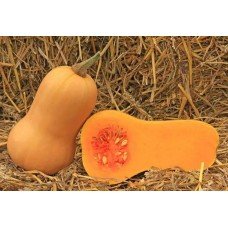 Butternut seeds 7 seeds