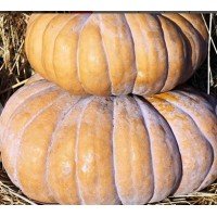 Seeds Pumpkin Balsam 5 gr.