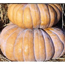 Seeds Pumpkin Balsam 5 gr.