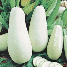 White Zucchini Seeds 15 seeds