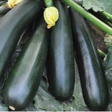 Seeds Black Prince 15 seeds