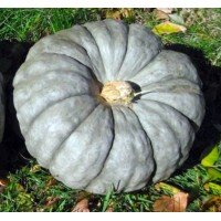 Pumpkin seeds Slavuta 7 seeds