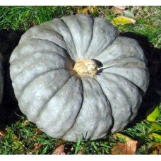 Pumpkin seeds Slavuta 7 seeds
