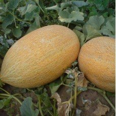 Melon seeds Amal 3 g