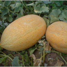 Melon seeds Fortuna 3 g
