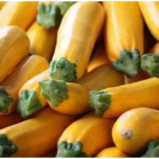 Zolotinka zucchini seeds 15 gr