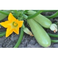 Zucchini seeds Lenutsa F1 30 seeds