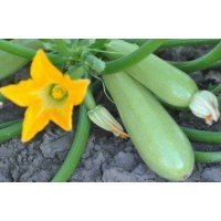Zucchini seeds Lenutsa F1 7 seeds