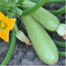Zucchini seeds Milady F1 7 seeds