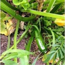 Zucchini seeds Samson F1 7 seeds