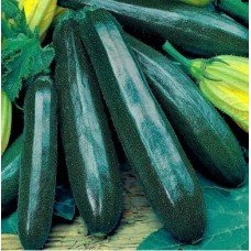 Zucchini seeds Black handsome 15 seeds