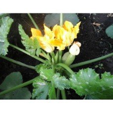 Zucchini seeds Baron F1 50 seeds