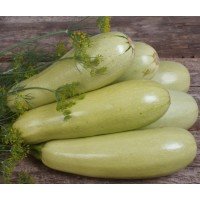 Zucchini seeds Gribovsky 15 seeds