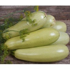 Zucchini seeds Gribovsky 15 seeds