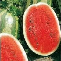 Watermelon seeds Zoryany 3 g
