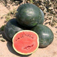 Watermelon seeds Swallowtail 15 seeds