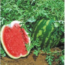 Watermelon seeds Top Gun 2 g